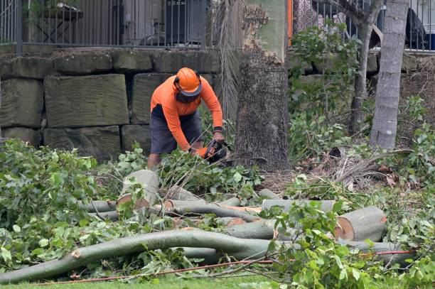 Best Tree Maintenance Programs  in Harvest, AL
