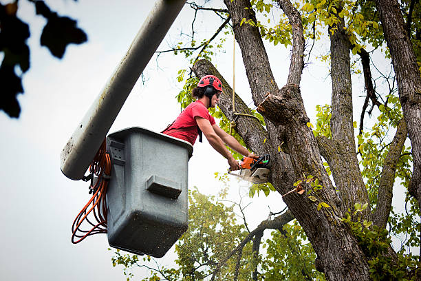Harvest, AL Tree Services Company